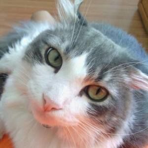 Meet your Posher, Janet